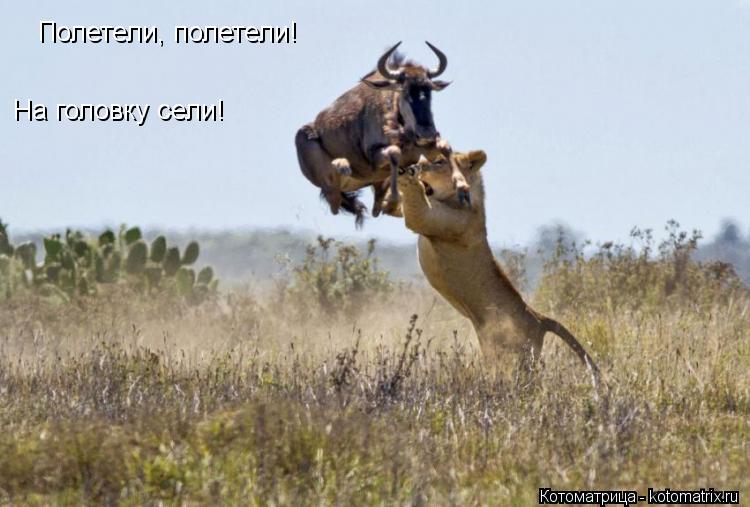 Полетели, полетели! На головку сели!... Котоматрица: Полетели, полетели! На головку сели!