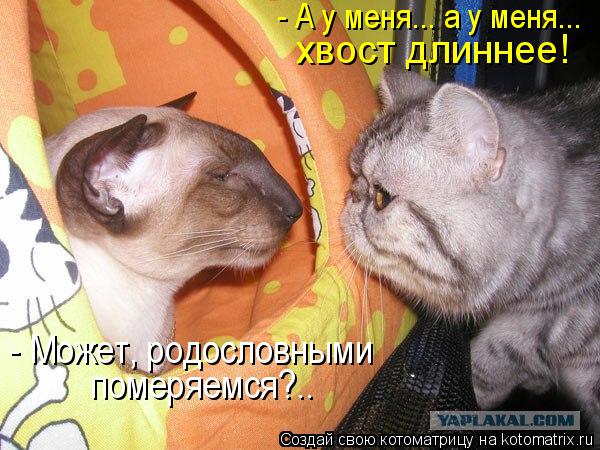 - А у меня... а у меня... хвост длиннее! - Может, родословными померяемся?..... Котоматрица: - А у меня... а у меня... хвост длиннее! - Может, родословными померяемся?..