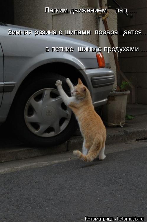 Легким движением лап..... Зимняя резина с шипами превращается... в летние шины с продухами ...... Котоматрица: Легким движением лап..... Зимняя резина с шипами превращается... в летние шины с продухами ...