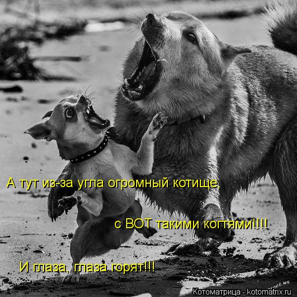 А тут из-за угла огромный котище, с ВОТ такими когтями!!!! И глаза, глаза горят!!!... Котоматрица: А тут из-за угла огромный котище, с ВОТ такими когтями!!!! И глаза, глаза горят!!!
