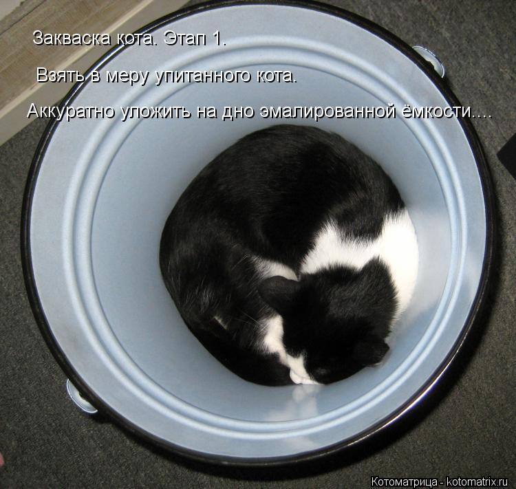 Закваска кота. Этап 1. Взять в меру упитанного кота.Аккуратно уложить на дно эмалированной ёмкости...... Котоматрица: Закваска кота. Этап 1. Взять в меру упитанного кота.Аккуратно уложить на дно эмалированной ёмкости.... Взять в меру упитанного кота. Аккуратн