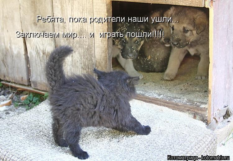 Ребята, пока родители наши ушли... Заключаем мир.... и играть пошли!!!!!... Котоматрица: Ребята, пока родители наши ушли... Заключаем мир.... и играть пошли!!!!!