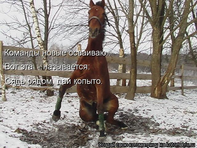 Команды новые осваиваю.. Вот эта - называется: Сядь рядом, дай копыто.... Котоматрица: Команды новые осваиваю.. Вот эта - называется: Сядь рядом, дай копыто.
