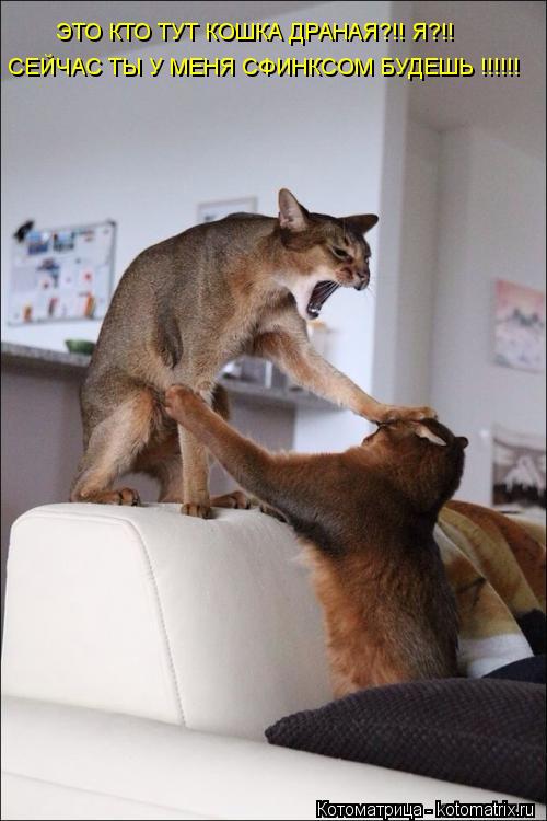 ЭТО КТО ТУТ КОШКА ДРАНАЯ?!! Я?!! СЕЙЧАС ТЫ У МЕНЯ СФИНКСОМ БУДЕШЬ !!!!!!... Котоматрица: ЭТО КТО ТУТ КОШКА ДРАНАЯ?!! Я?!! СЕЙЧАС ТЫ У МЕНЯ СФИНКСОМ БУДЕШЬ !!!!!!