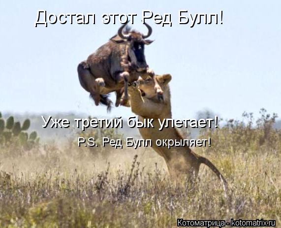 Достал этот Ред Булл! Уже третий бык улетает! P.S. Ред Булл окрыляет!... Котоматрица: Достал этот Ред Булл! Уже третий бык улетает! P.S. Ред Булл окрыляет!