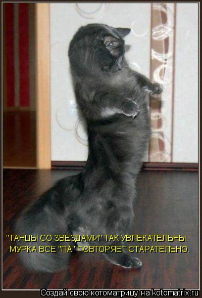 "ТАНЦЫ СО ЗВЁЗДАМИ" ТАК УВЛЕКАТЕЛЬНЫ. МУРКА ВСЕ "ПА" ПОВТОРЯЕТ СТАРАТЕЛЬНО.... Котоматрица: "ТАНЦЫ СО ЗВЁЗДАМИ" ТАК УВЛЕКАТЕЛЬНЫ. МУРКА ВСЕ "ПА" ПОВТОРЯЕТ СТАРАТЕЛЬНО.
