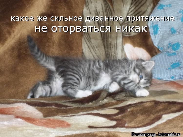 какое же сильное диванное притяжение не оторваться никак... Котоматрица: какое же сильное диванное притяжение не оторваться никак