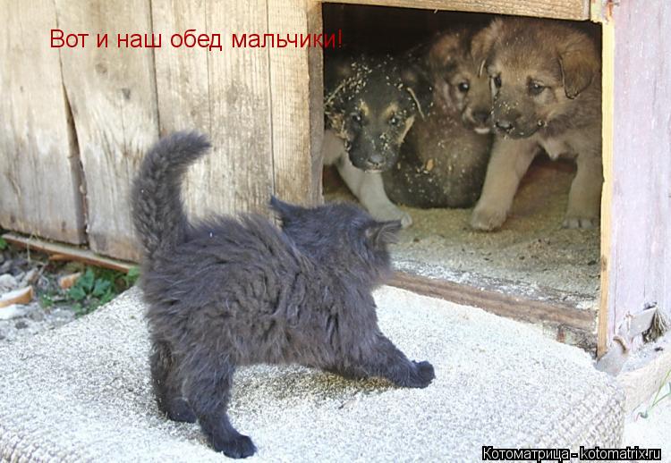 Вот и наш обед мальчики!... Котоматрица: Вот и наш обед мальчики!