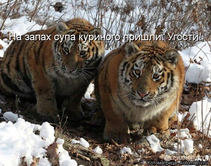 На запах супа куриного пришли. Угости!... Котоматрица: На запах супа куриного пришли. Угости!