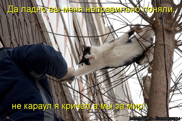 Да ладно вы меня неправильно поняли, не караул я кричал,а мы за мир!... Котоматрица: Да ладно вы меня неправильно поняли, не караул я кричал,а мы за мир!
