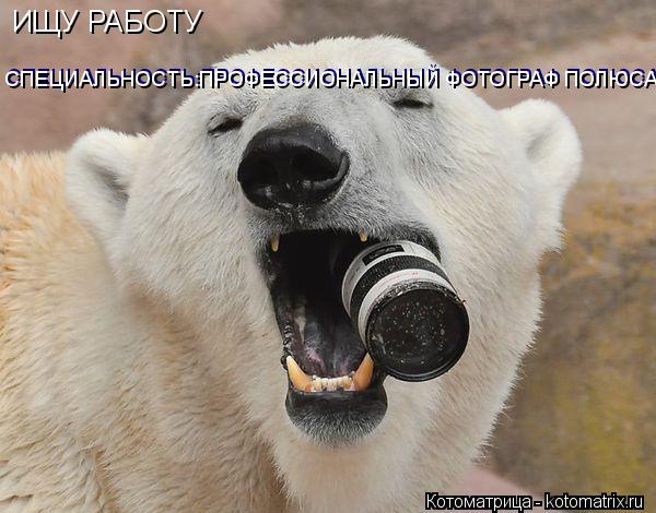 ИЩУ РАБОТУ СПЕЦИАЛЬНОСТЬ:ПРОФЕССИОНАЛЬНЫЙ ФОТОГРАФ ПОЛЮСА СПЕЦИАЛЬНОСТЬ:ПРОФЕССИОНАЛЬНЫЙ ФОТОГРАФ ПОЛ... Котоматрица: ИЩУ РАБОТУ СПЕЦИАЛЬНОСТЬ:ПРОФЕССИОНАЛЬНЫЙ ФОТОГРАФ ПОЛЮСА СПЕЦИАЛЬНОСТЬ:ПРОФЕССИОНАЛЬНЫЙ ФОТОГРАФ ПОЛЮСА