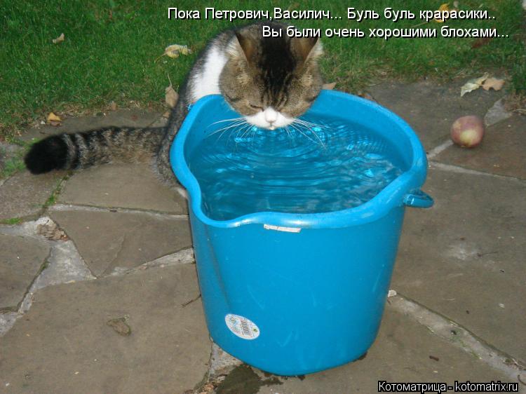 Пока Петрович,Василич... Буль буль крарасики.. Вы были очень хорошими блохами...... Котоматрица: Пока Петрович,Василич... Буль буль крарасики.. Вы были очень хорошими блохами...