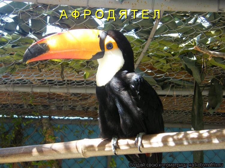 А Ф Р О Д Я Т Е Л... Котоматрица: А Ф Р О Д Я Т Е Л