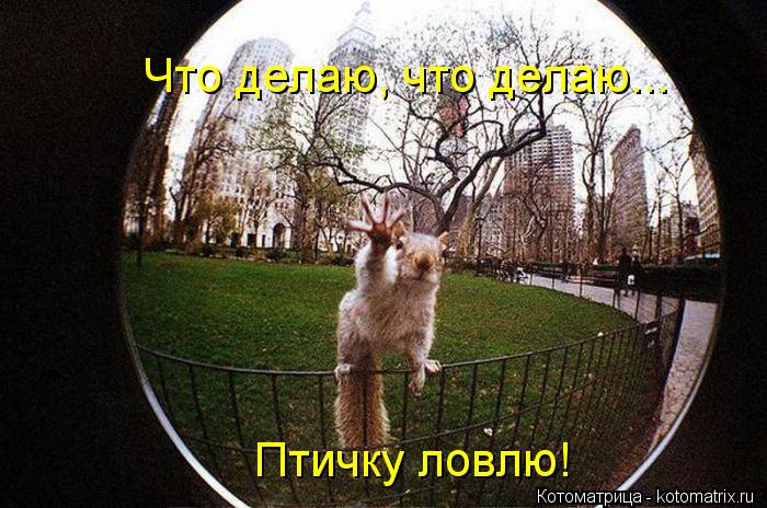 Что делаю, что делаю... Птичку ловлю!... Котоматрица: Что делаю, что делаю... Птичку ловлю!