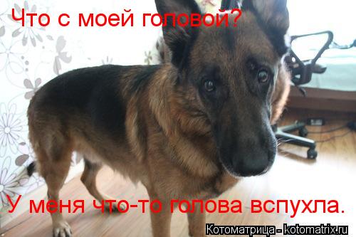 Что с моей головой? У меня что-то голова вспухла.... Котоматрица: Что с моей головой? У меня что-то голова вспухла.
