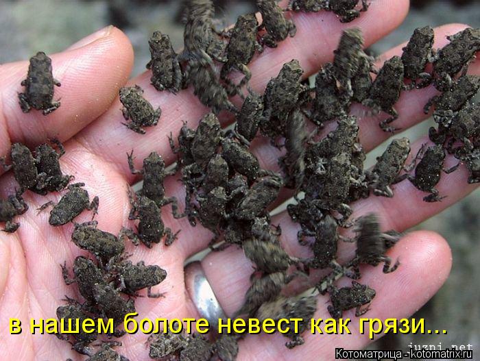 в нашем болоте невест как грязи...... Котоматрица: в нашем болоте невест как грязи...