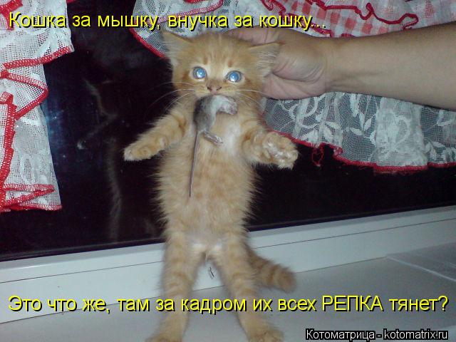 Кошка за мышку, внучка за кошку... Это что же, там за кадром их всех РЕПКА тянет?... Котоматрица: Кошка за мышку, внучка за кошку... Это что же, там за кадром их всех РЕПКА тянет?