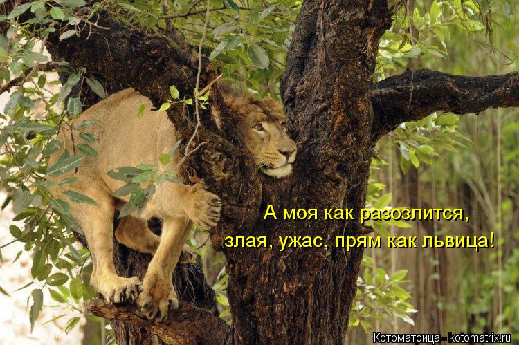 А моя как разозлится, злая, ужас, прям как львица!... Котоматрица: А моя как разозлится, злая, ужас, прям как львица!