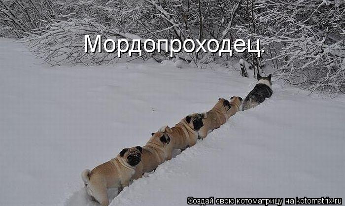Мордопроходец.... Котоматрица: Мордопроходец.