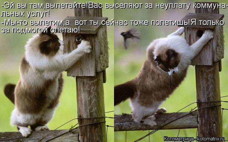 -Эй вы там,вылетайте!Вас выселяют за неуплату коммуна- льных услуг! -Мы-то вылетим,а вот ты сейчас т... Котоматрица: -Эй вы там,вылетайте!Вас выселяют за неуплату коммуна- льных услуг! -Мы-то вылетим,а вот ты сейчас тоже полетишь!Я только за подмогой слетаю!