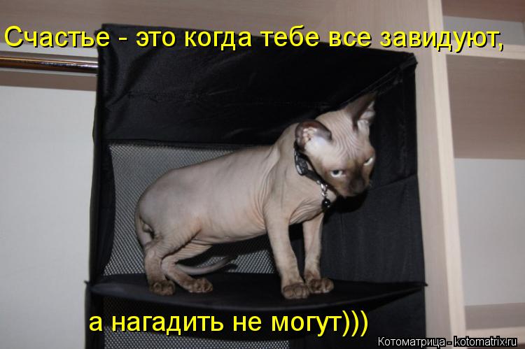Счастье - это когда тебе все завидуют, а нагадить не могут)))... Котоматрица: Счастье - это когда тебе все завидуют, а нагадить не могут)))