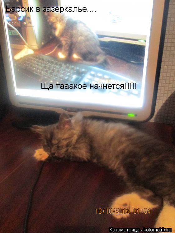 Барсик в зазеркалье.... Ща тааакое начнется!!!!!... Котоматрица: Барсик в зазеркалье.... Ща тааакое начнется!!!!!