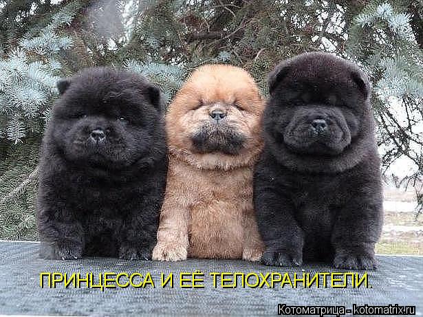 ПРИНЦЕССА И ЕЁ ТЕЛОХРАНИТЕЛИ.... Котоматрица: ПРИНЦЕССА И ЕЁ ТЕЛОХРАНИТЕЛИ.