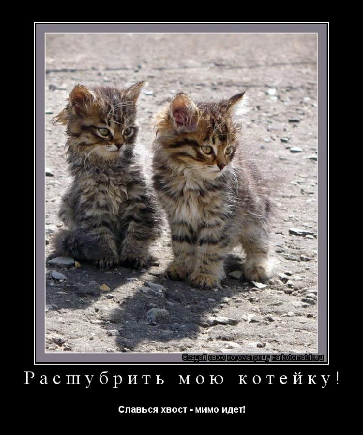 Расшубрить мою котейку! Славься хвост - мимо идет!... Котоматрица: Расшубрить мою котейку! Славься хвост - мимо идет!