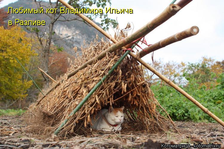 Любимый кот Владимира Ильича в Разливе... Котоматрица: Любимый кот Владимира Ильича в Разливе