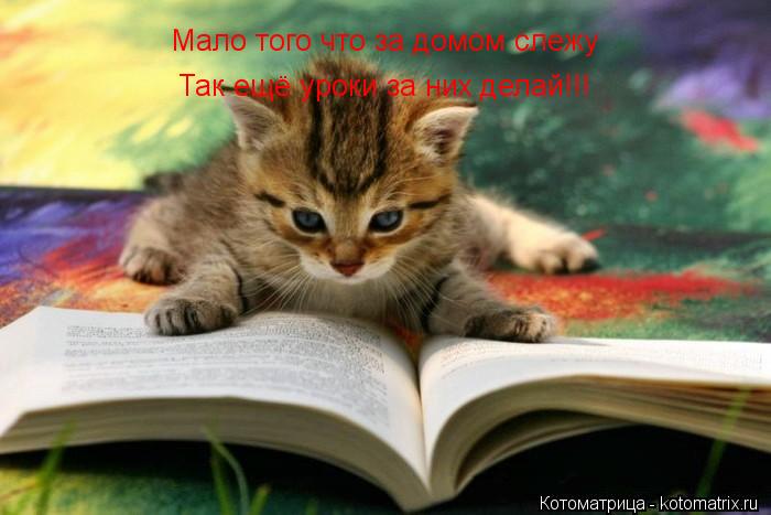 Мало того что за домом слежу Так ещё уроки за них делай!!!... Котоматрица: Мало того что за домом слежу Так ещё уроки за них делай!!!