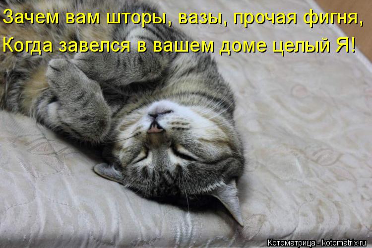 Зачем вам шторы, вазы, прочая фигня, Когда завелся в вашем доме целый Я!... Котоматрица: Зачем вам шторы, вазы, прочая фигня, Когда завелся в вашем доме целый Я!