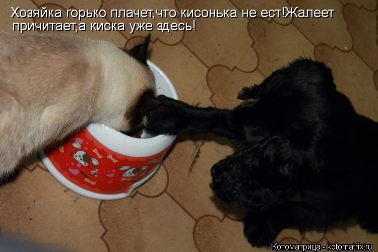 Хозяйка горько плачет,что кисонька не ест!Жалеет причитает,а киска уже здесь!... Котоматрица: Хозяйка горько плачет,что кисонька не ест!Жалеет причитает,а киска уже здесь!