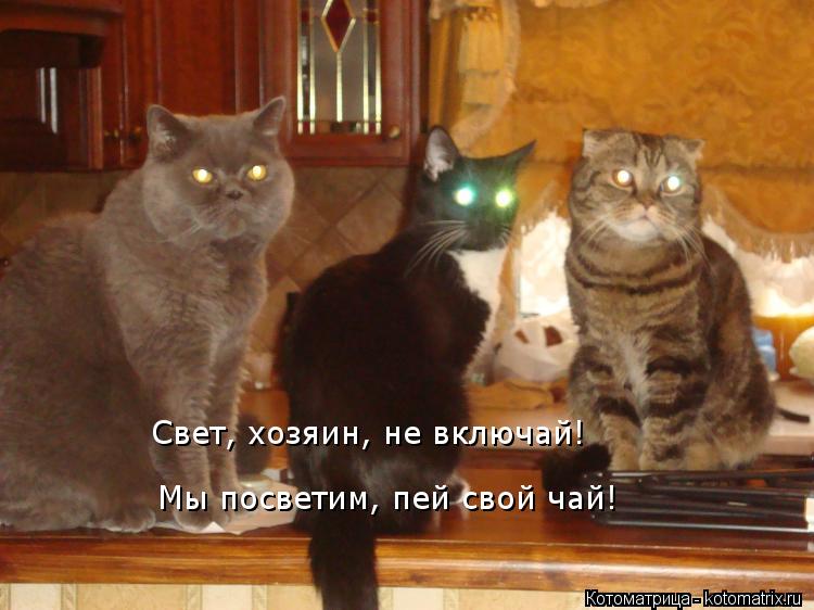 Мы посветим, пей свой чай! Свет, хозяин, не включай!... Котоматрица: Мы посветим, пей свой чай! Свет, хозяин, не включай!