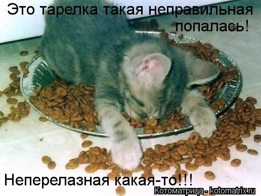 Это тарелка такая неправильная попалась! Неперелазная какая-то!!!... Котоматрица: Это тарелка такая неправильная попалась! Неперелазная какая-то!!!