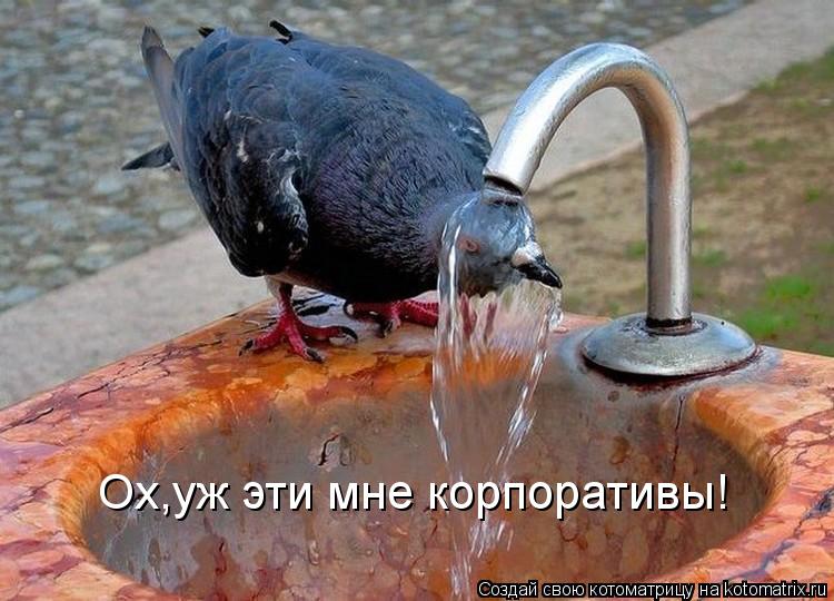 Ох,уж эти мне корпоративы!... Котоматрица: Ох,уж эти мне корпоративы!