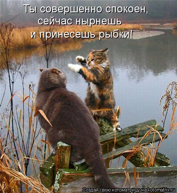 Ты совершенно спокоен, сейчас нырнешь и принесешь рыбки!... Котоматрица: Ты совершенно спокоен, сейчас нырнешь и принесешь рыбки!