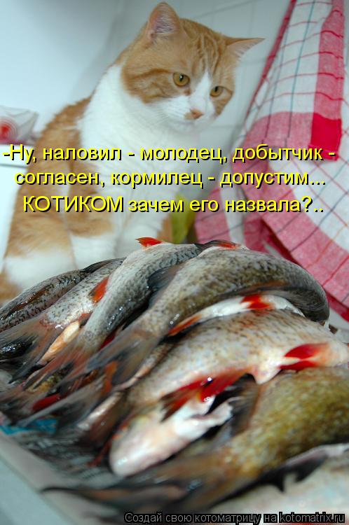 http://kotomatrix.ru/images/lolz/2013/10/24/kotomatritsa_J.jpg