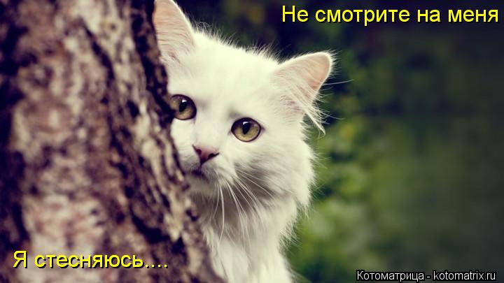 Не смотрите на меня Я стесняюсь.... Я стесняюсь....... Котоматрица: Не смотрите на меня Я стесняюсь.... Я стесняюсь....