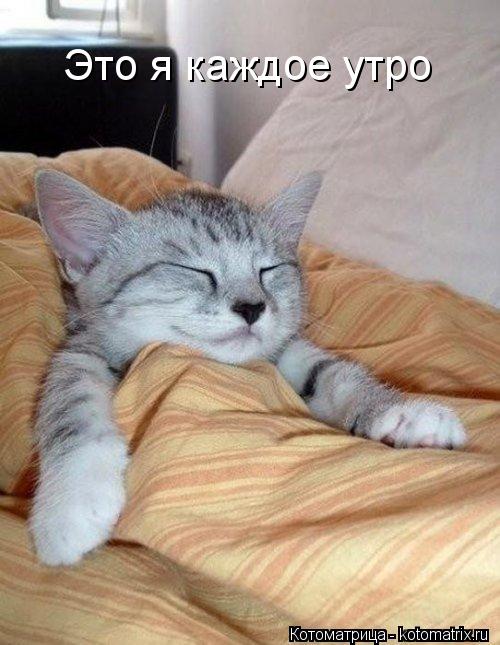Это я каждое утро... Котоматрица: Это я каждое утро