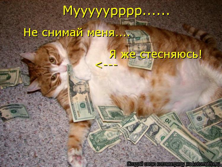Мууууурррр...... Не снимай меня.... Я же стесняюсь! <---... Котоматрица: Мууууурррр...... Не снимай меня.... Я же стесняюсь! <---