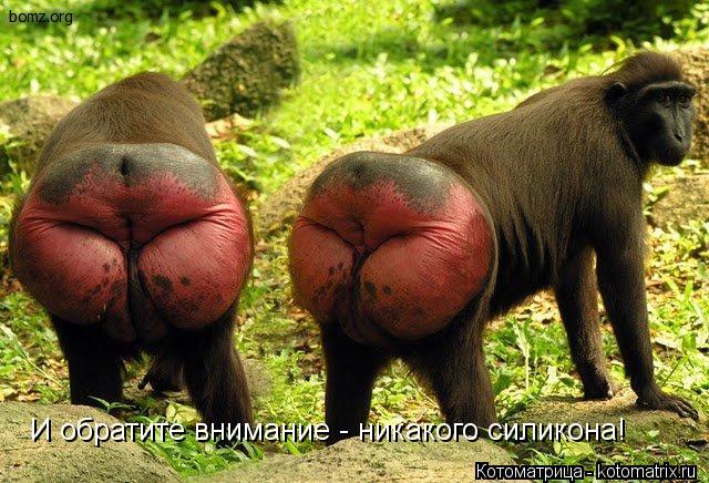 И обратите внимание - никакого силикона!... Котоматрица: И обратите внимание - никакого силикона!