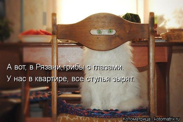 А вот, в Рязани,грибы с глазами. У нас в квартире, все стулья зырят.... Котоматрица: А вот, в Рязани,грибы с глазами. У нас в квартире, все стулья зырят.