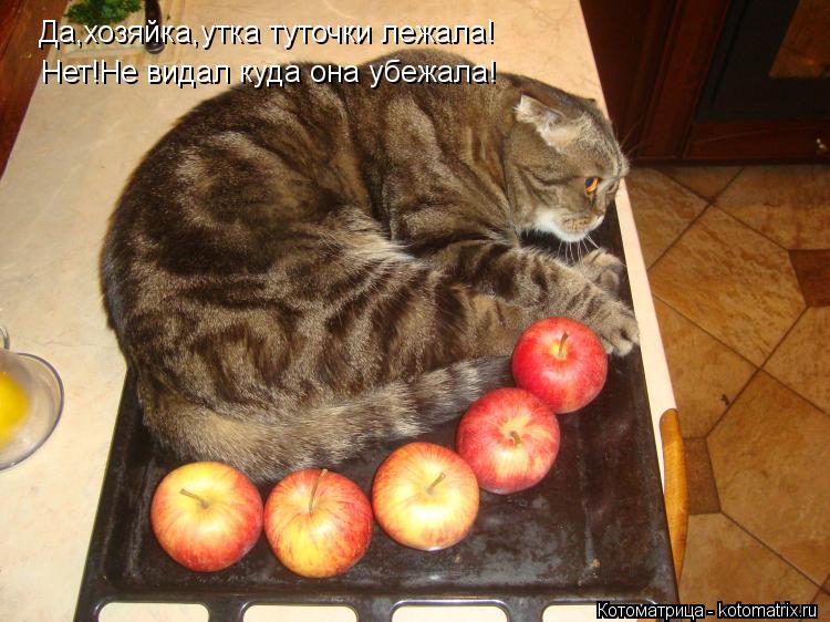Да,хозяйка,утка туточки лежала! Нет!Не видал куда она убежала!... Котоматрица: Да,хозяйка,утка туточки лежала! Нет!Не видал куда она убежала!