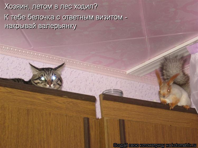 Хозяин, летом в лес ходил? К тебе белочка с ответным визитом - накрывай валерьянку... Котоматрица: Хозяин, летом в лес ходил? К тебе белочка с ответным визитом - накрывай валерьянку