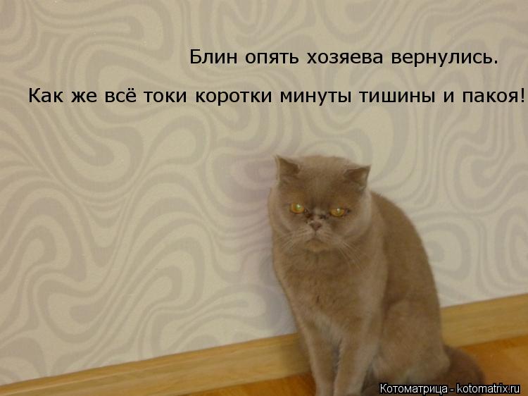 Блин опять хозяева вернулись. Как же всё токи коротки минуты тишины и пакоя!... Котоматрица: Блин опять хозяева вернулись. Как же всё токи коротки минуты тишины и пакоя!