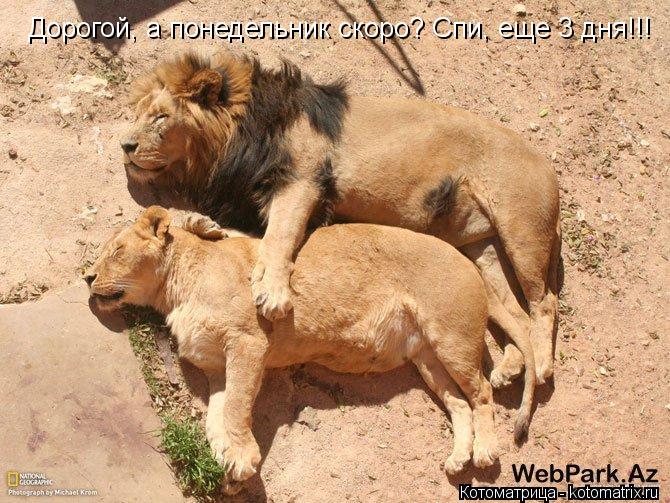 Дорогой, а понедельник скоро? Спи, еще 3 дня!!!... Котоматрица: Дорогой, а понедельник скоро? Спи, еще 3 дня!!!
