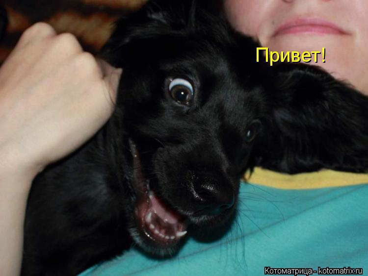 Привет!... Котоматрица: Привет!
