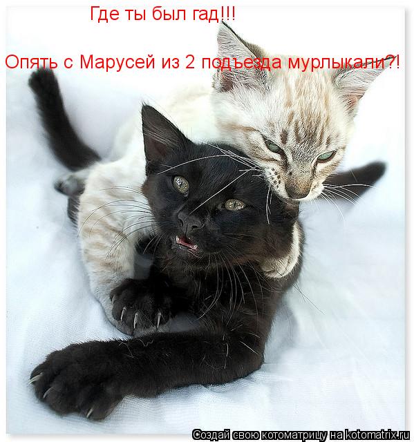 Где ты был гад!!! Опять с Марусей из 2 подъезда мурлыкали?!... Котоматрица: Где ты был гад!!! Опять с Марусей из 2 подъезда мурлыкали?!