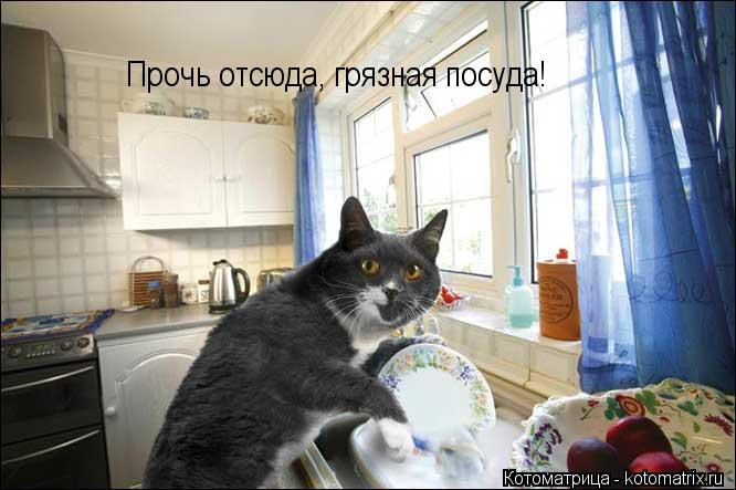 Прочь отсюда, грязная посуда!... Котоматрица: Прочь отсюда, грязная посуда!