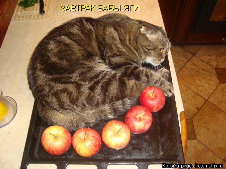 ЗАВТРАК БАБЫ ЯГИ.... Котоматрица: ЗАВТРАК БАБЫ ЯГИ.